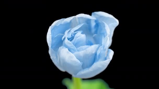 Beautiful blue tulip flower on black background, time lapse. Easter, birthday, spring, Valentines day, holidays concept. 4k. — Stock Video