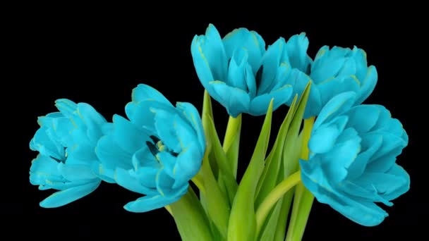 Gyönyörű csokor kék tulipán virág fekete háttér, idő múlásával. Húsvét, születésnap, tavasz, Valentin nap, ünnepi fogalom. 4k. — Stock videók