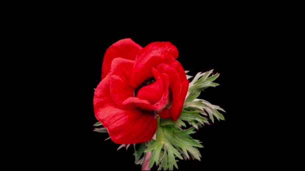 黒を背景に美しい赤のイソギンチャクの花が咲き、クローズアップ。アネモネ・コロナリア。結婚式の背景、バレンタインデーのコンセプト。誕生日会。花が咲く。アルファチャンネル — ストック動画