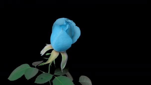 Τυρκουάζ απαλό μπλε τριαντάφυλλο ανθίσει σε μαύρο φόντο, time lapse, όμορφη ευχετήρια κάρτα, Γάμος φόντο, Ημέρα του Αγίου Βαλεντίνου έννοια, Πάσχα, άνοιξη. 4ια — Αρχείο Βίντεο