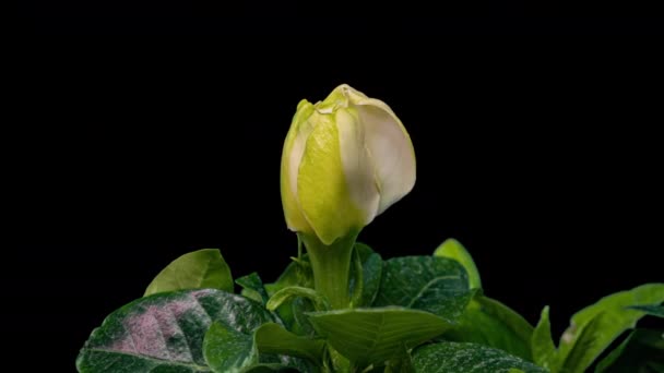 Timelapse van mooie witte gardenia jasmijn bloem bloeien op zwarte achtergrond. 4k video. Valentijnsdag, Moederdag, Lente, Vakantie, Liefde, verjaardag, Pasen concept — Stockvideo