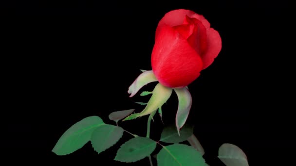 Прекрасная розовая роза. Лепестки цветущей розовой розы открыты, время истекло, крупный план. Праздник, любовь, день рождения. Бад крупным планом. Макро. — стоковое видео