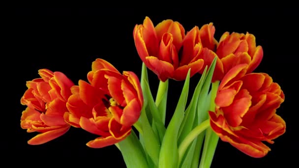 Schöne rote Tulpenblüten Hintergrund. Schöner Strauß roter Tulpen auf schwarzem Hintergrund. Zeitraffer der sich öffnenden roten Tulpenblüten. Frühling. Muttertag, Feiertag, Liebe, Geburtstag, Ostern — Stockvideo