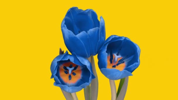 Un ramo de hermosos tulipanes azules sobre un fondo amarillo, los colores de la bandera de Ucrania, el concepto de la lucha por la independencia y la inviolabilidad, la confrontación — Vídeo de stock