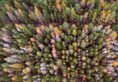 Galler 'de sonbahar renklerine dönüşen bir ormanın insansız hava aracı görüntüsü