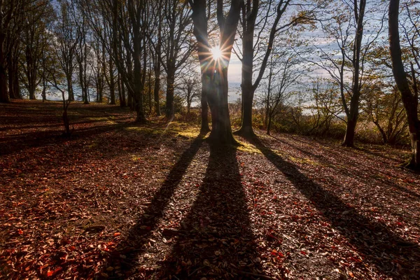 Luz Del Sol Otoño Través Una Bifurcación Árbol Bosque Gales — Foto de Stock