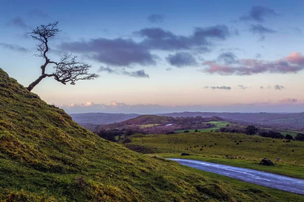 Albero Regolarmente Fotografato Sulla Black Mountain Nel Carmarthenshire Galles Del — Foto Stock