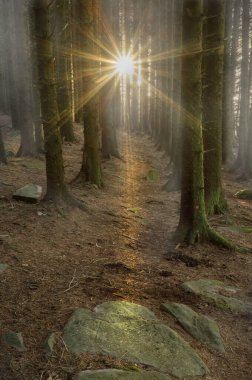 Güney Galler 'deki Gergedan Dağı' ndaki bir çam ormanındaki ağaçların arasından gün ışığı.