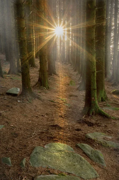 Sol Entre Los Árboles Bosque Pinos Montaña Rhinos Gales Del — Foto de Stock