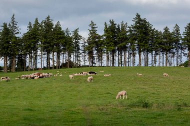 Sheep grazing in the Brecon Beacon mountain field sheltered by a line of trees in South Wales, UK