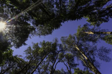 Looking up through a tree lined forest as the sun bursts through the branches