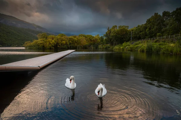 Swans Llyn Padarn Lake Haven Water Sports Enthusiasts Situated Llanberis — Foto de Stock