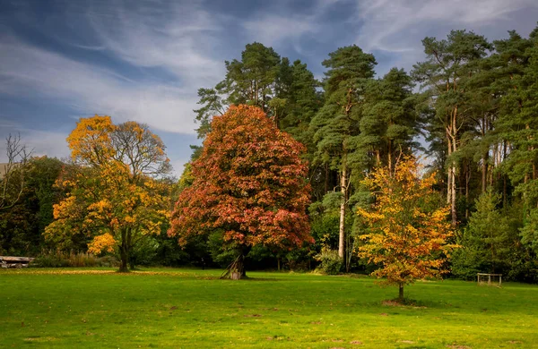 Verão Acabou Folhas Estão Mudando Cor Craig Nos Country Park — Fotografia de Stock