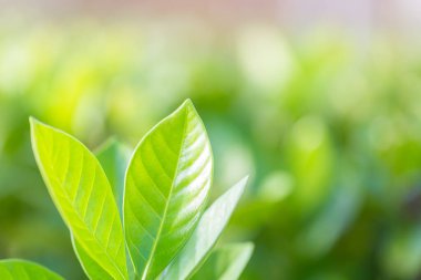 Bahçedeki bulanık yeşil arkaplanda yeşil yaprak manzarası, yeşil doğa kavramı..