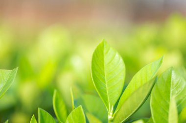 Bahçedeki bulanık yeşil arkaplanda yeşil yaprak manzarası, yeşil doğa kavramı..