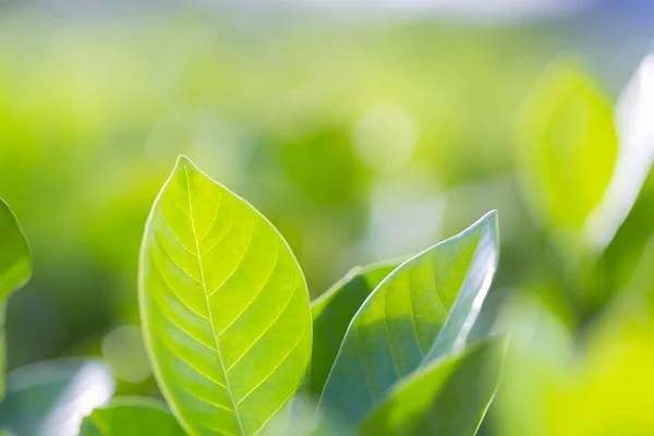 Vista Naturaleza Hoja Verde Sobre Fondo Vegetación Borrosa Jardín Concepto —  Fotos de Stock