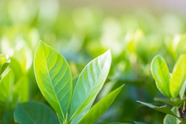 Bahçedeki bulanık yeşil arkaplanda yeşil yaprak manzarası, yeşil doğa kavramı..