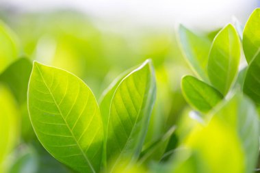 Bahçedeki bulanık yeşil arkaplanda yeşil yaprak manzarası, yeşil doğa kavramı..