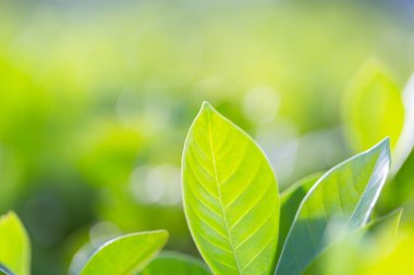 Bahçedeki bulanık yeşil arkaplanda yeşil yaprak manzarası, yeşil doğa kavramı..