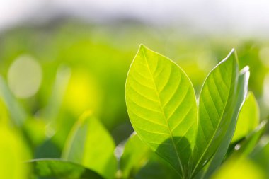 Bahçedeki bulanık yeşil arkaplanda yeşil yaprak manzarası, yeşil doğa kavramı..