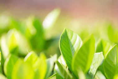 Bahçedeki bulanık yeşil arkaplanda yeşil yaprak manzarası, yeşil doğa kavramı..