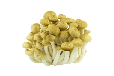 Taze Eringii Mantarı beyaz arka planda izole edildi. tam alan derinliği