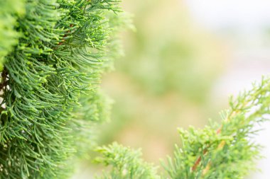 Bahçedeki bulanık yeşil arkaplandaki yeşil yaprağın yakın doğa görüntüsü. Arka plan olarak fotokopi alanı kullanılıyor..