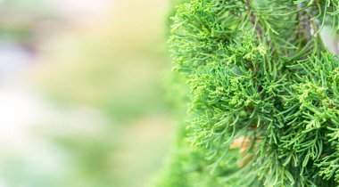 Bahçedeki bulanık yeşil arkaplandaki yeşil yaprağın yakın doğa görüntüsü. Arka plan olarak fotokopi alanı kullanılıyor..