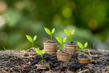 Sikkeler yere yığıldı ve tohumlar en tepede büyüyor. Para, mali ve iş büyümesi kavramı..