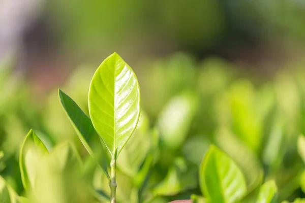 Vista Naturaleza Hoja Verde Sobre Fondo Vegetación Borrosa Jardín Concepto — Foto de Stock