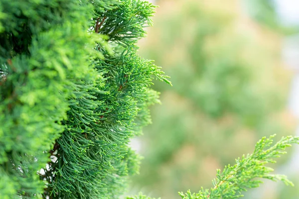 Closeup Θέα Της Φύσης Του Πράσινου Φύλλου Θολή Φόντο Πράσινο — Φωτογραφία Αρχείου