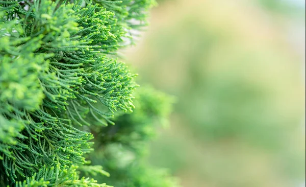 Zbliżenie Natura Widok Zielony Liść Rozmyte Tło Zieleni Ogrodzie Porannym — Zdjęcie stockowe