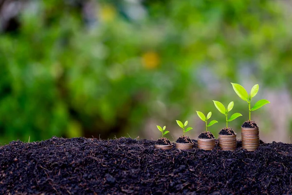 Grafo Creciente Planta Que Brota Del Suelo Con Fondo Verde —  Fotos de Stock