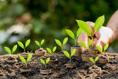 Bozuk para yığınına para koymak yeşil bokeh arkaplan, yatırım kavramı. Madeni para üzerinde büyüyen ağaç, İş Finansmanı ve Tasarruf Para kavramı