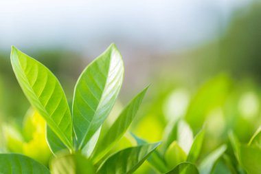 Bahçedeki bulanık yeşil arkaplanda yeşil yaprak manzarası, yeşil doğa kavramı..