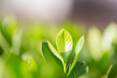 Bahçedeki bulanık yeşil arkaplanda yeşil yaprak manzarası, yeşil doğa kavramı..