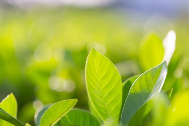 Bahçedeki bulanık yeşil arkaplanda yeşil yaprak manzarası, yeşil doğa kavramı..