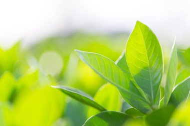 Bahçedeki bulanık yeşil arkaplanda yeşil yaprak manzarası, yeşil doğa kavramı..