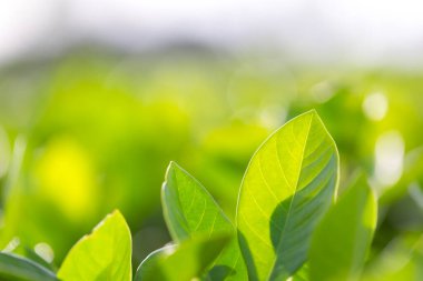 Bahçedeki bulanık yeşil arkaplanda yeşil yaprak manzarası, yeşil doğa kavramı..