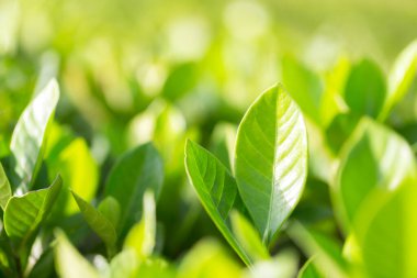 Bahçedeki bulanık yeşil arkaplanda yeşil yaprak manzarası, yeşil doğa kavramı..