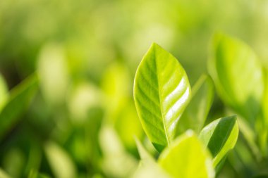 Bahçedeki bulanık yeşil arkaplanda yeşil yaprak manzarası, yeşil doğa kavramı..