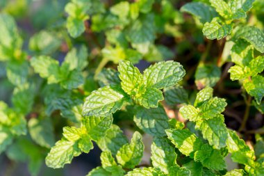 Peppermint. A bunch of green mint,fresh green leaves in the backyard with space, background -Image.