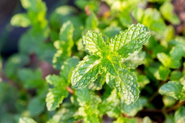 Peppermint. A bunch of green mint,fresh green leaves in the backyard with space, background -Image.