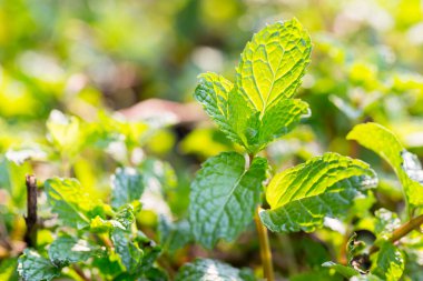 Peppermint. A bunch of green mint,fresh green leaves in the backyard with space, background -Image.