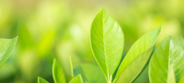 Bahçedeki bulanık yeşil arkaplanda yeşil yaprak manzarası, yeşil doğa kavramı..