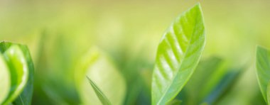 Bahçedeki bulanık yeşil arkaplanda yeşil yaprak manzarası, yeşil doğa kavramı..