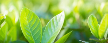 Bahçedeki bulanık yeşil arkaplanda yeşil yaprak manzarası, yeşil doğa kavramı..