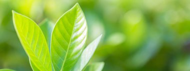 Bahçedeki bulanık yeşil arkaplanda yeşil yaprak manzarası, yeşil doğa kavramı..