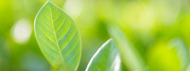 Bahçedeki bulanık yeşil arkaplanda yeşil yaprak manzarası, yeşil doğa kavramı..