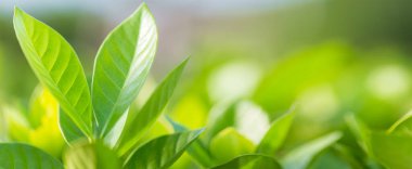 Bahçedeki bulanık yeşil arkaplanda yeşil yaprak manzarası, yeşil doğa kavramı..